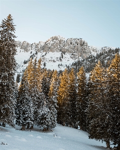 Snow winter shortleaf black spruce larix lyalliisubalpine larch Photo