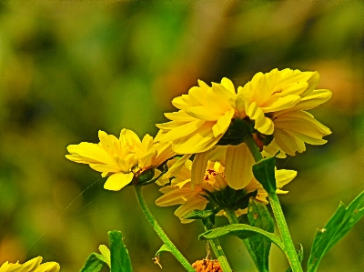 Zeckensamen
 blume blühende pflanze
 anlage Foto