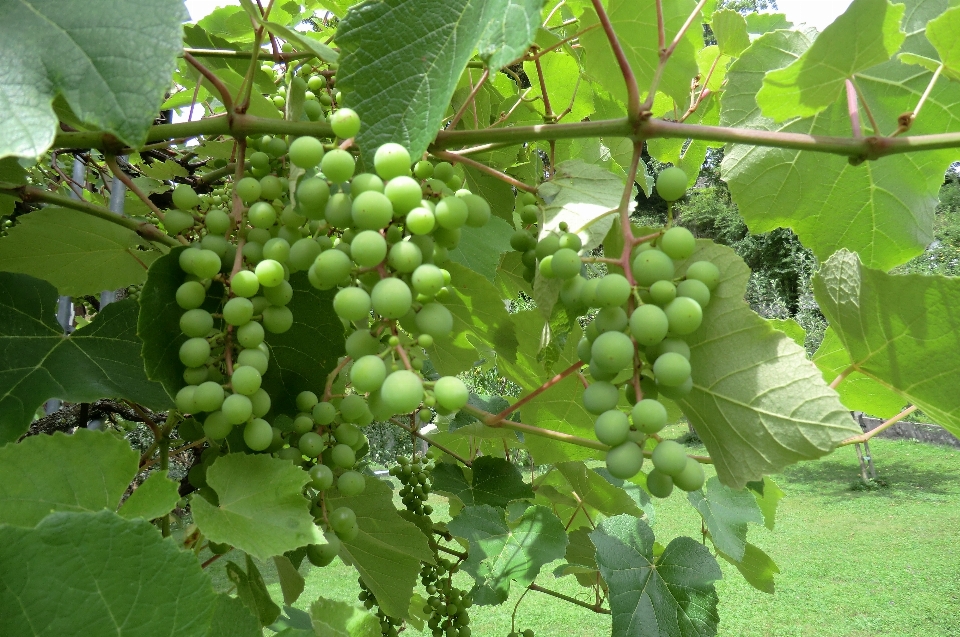 Uva maturazione
 frutta estate