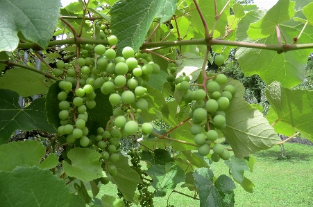 Grapes ripening fruits summer Photo