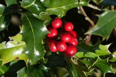 Foto Bacche rosse
 agrifoglio autunno frutti di bosco