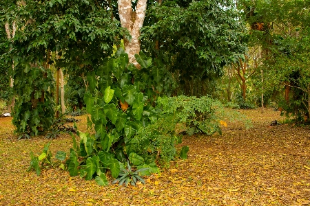 植物 自然 雨林 植生 写真