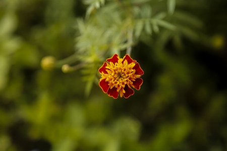 Canon flower portrait photography Photo