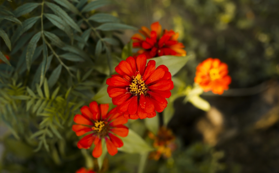 Canon flower portrait photography