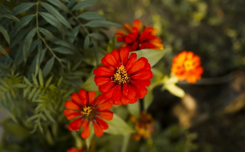 Foto Canone fiore ritratto fotografia