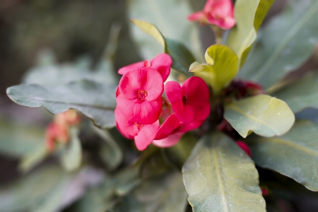 Foto Canone fiore ritratto fotografia