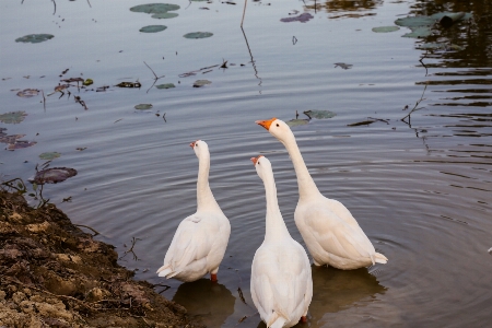 Foto Canone fotografia lago cigno