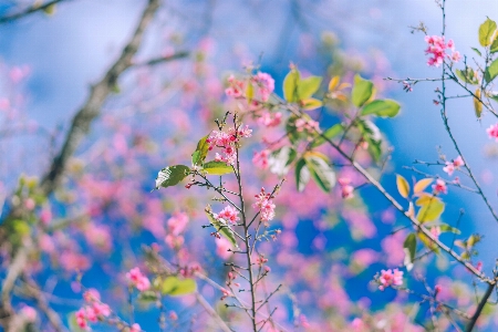 花 ブランチ 春 植物 写真