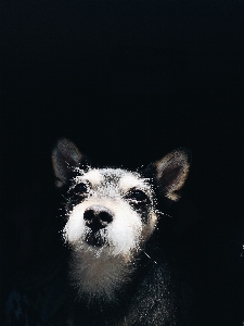 Foto Mammifero cane canidi
 di razza
