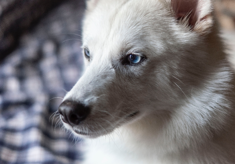 Mamalia bertulang belakang
 canidae
 anjing