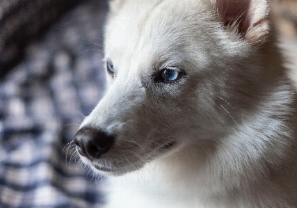 Foto Mamalia bertulang belakang
 canidae
 anjing