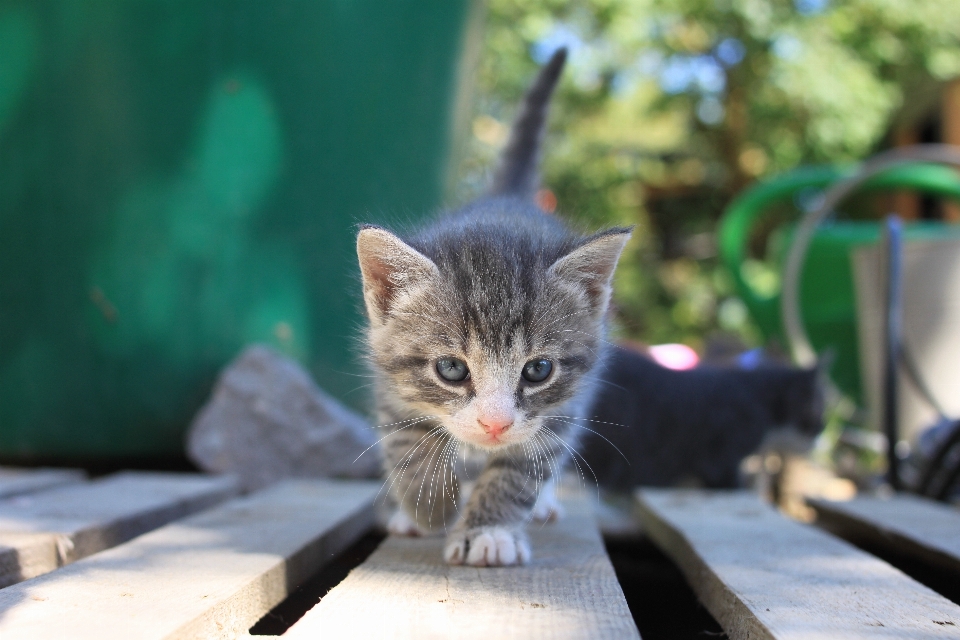 Küçük kedi
 yavru kedi yavrusu