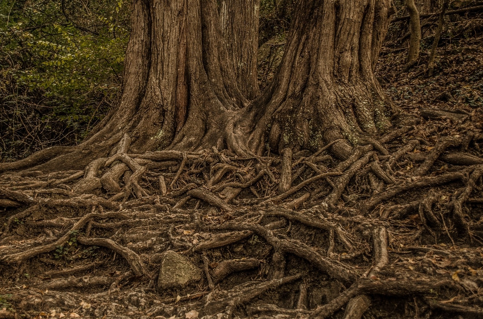 Trees nature brown roots