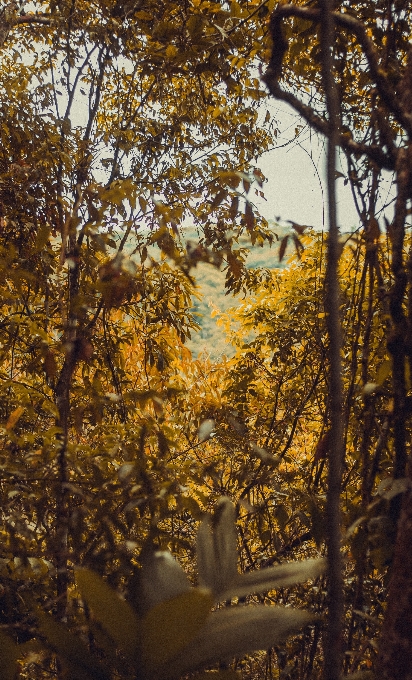 Tree leaf nature yellow