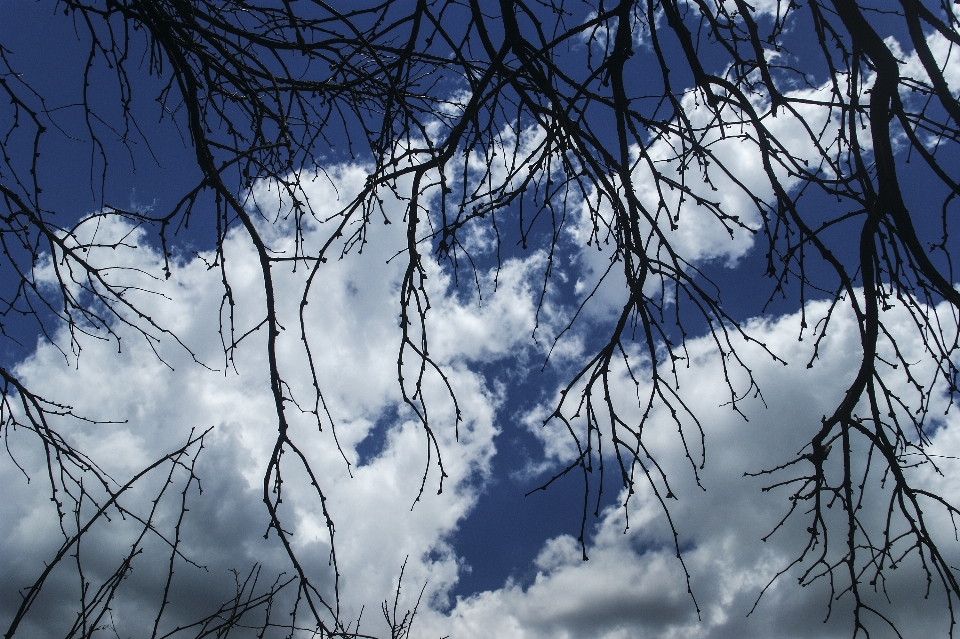 Clouds sky tree ray