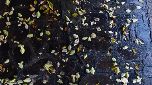 Rain leaves autumn floor Photo