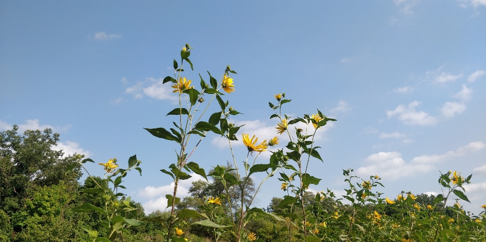 雷蒙德
 公园 多伦多
 花