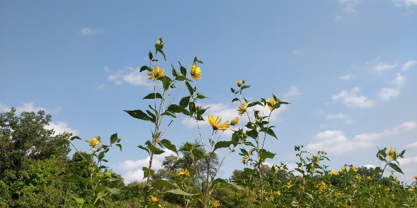 Raymond park toronto flower Photo