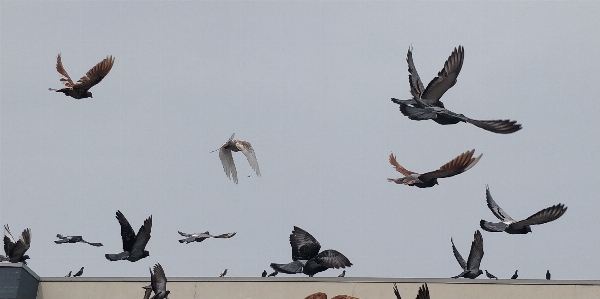 Foto Palomas
 pájaro rebaño
 migración de aves
