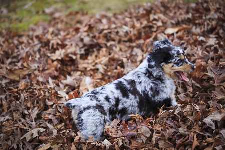 Photo Chien vertébré
 canidés
 mammifère