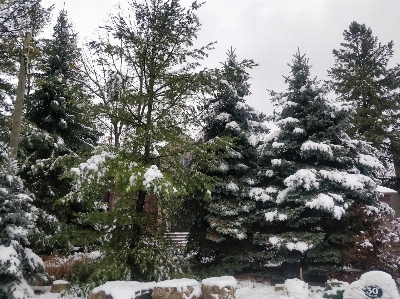 Winter snow trees tree Photo