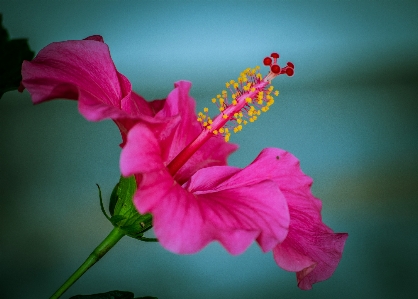 Foto Flor
 bunga merah jambu merah
