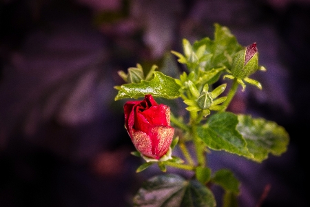 花 開花植物
 植物 つぼみ 写真