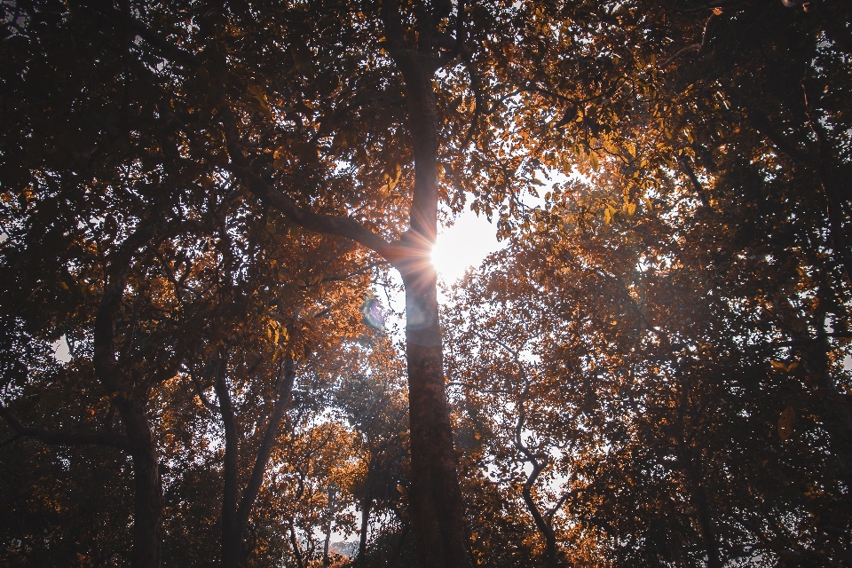 Tree sky nature sunlight