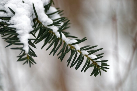 Columbian spruce balsam fir shortleaf black yellow Photo