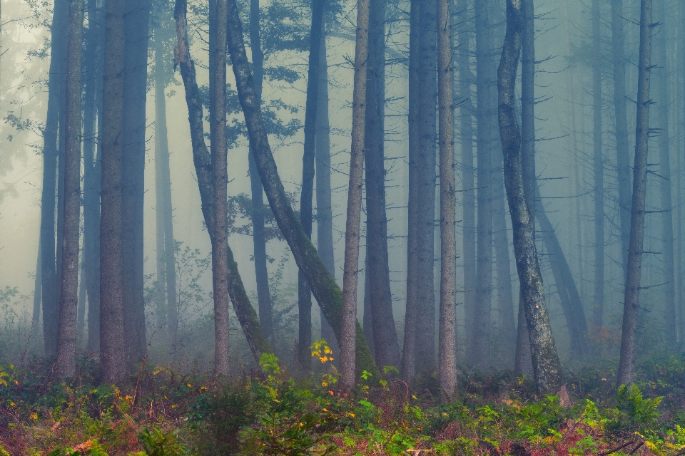 Tree forest natural environment nature