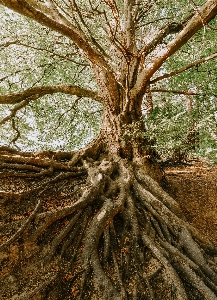 Tree root branch trunk Photo