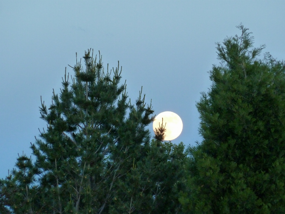 Moon rise tree daytime