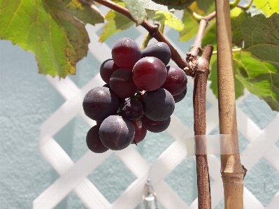 Foto Anggur buah tanaman tanpa biji
