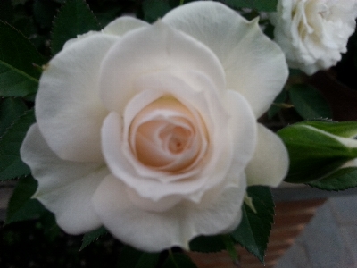 Rose flower flowering plant julia child Photo