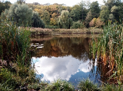 Park nature recreation area trees Photo