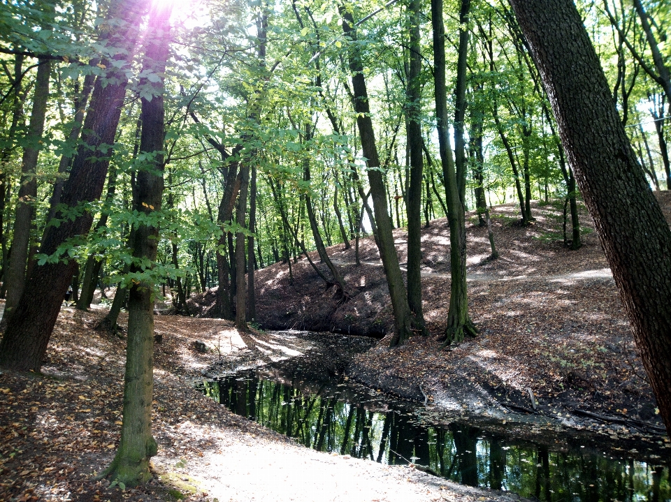 Park nature recreation area trees