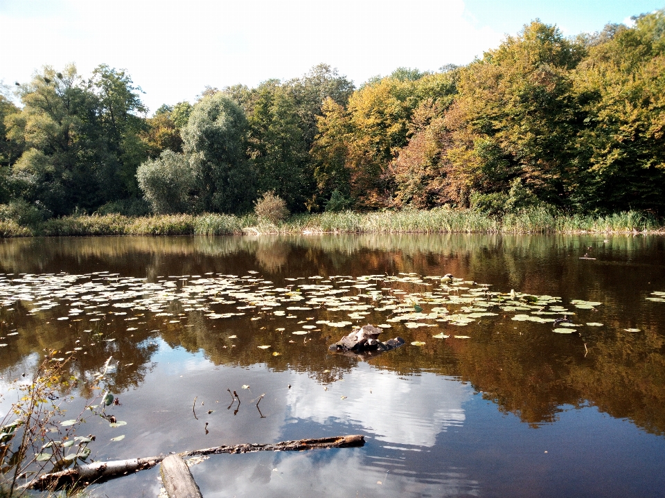 Park nature recreation area trees