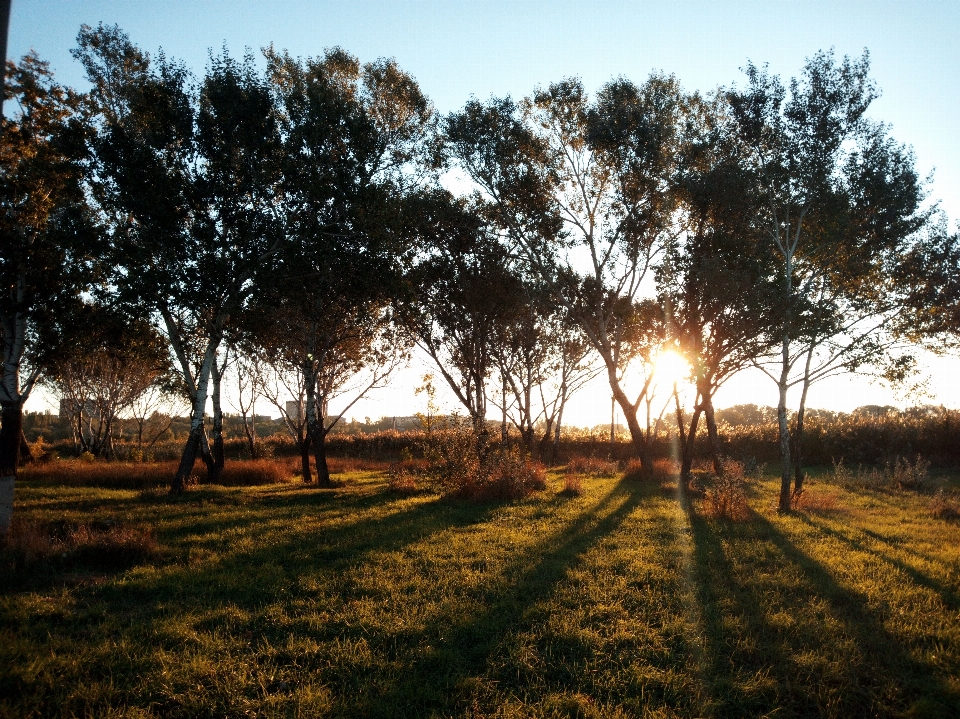 Park nature recreation area trees