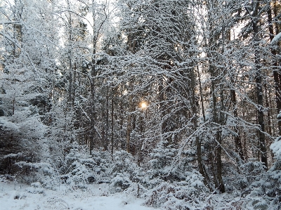 Photo Hiver forêt des arbres neige