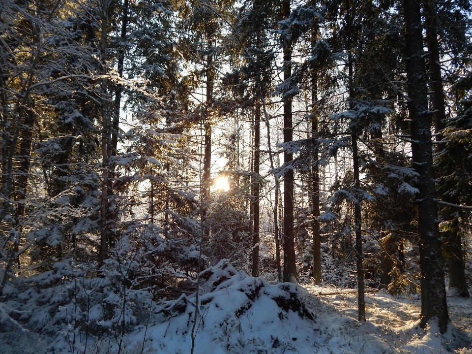 зима лес деревья снег