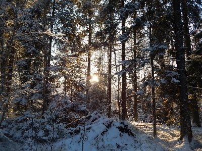 Winter forest trees snow Photo