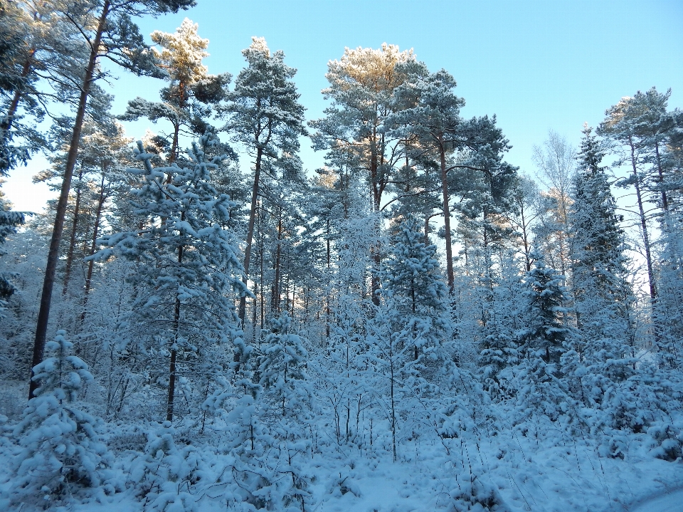 Inverno foresta alberi sole