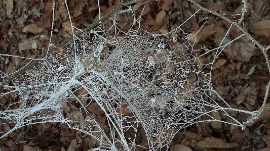 Foto Inverno ragnatela
 bianco natura