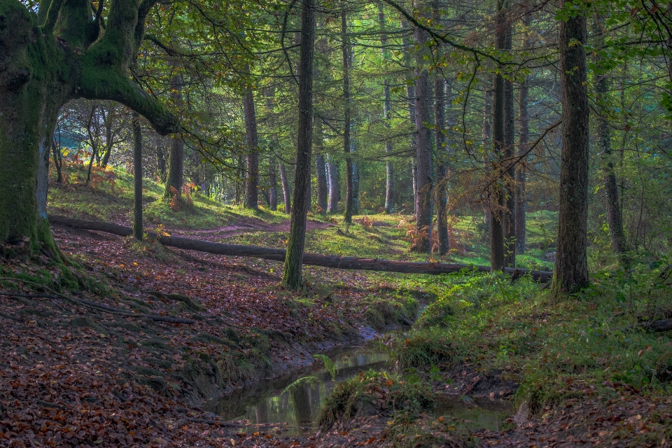 Autumn bask country woodland