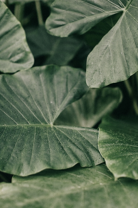 Hoja verde flor planta