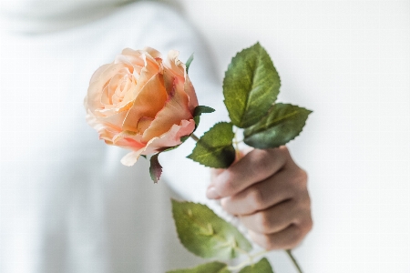 Foto Flor rosa rosas de jardim
 pétala