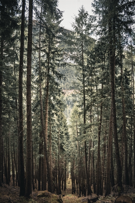 Tree spruce fir forest tropical and subtropical coniferous forests