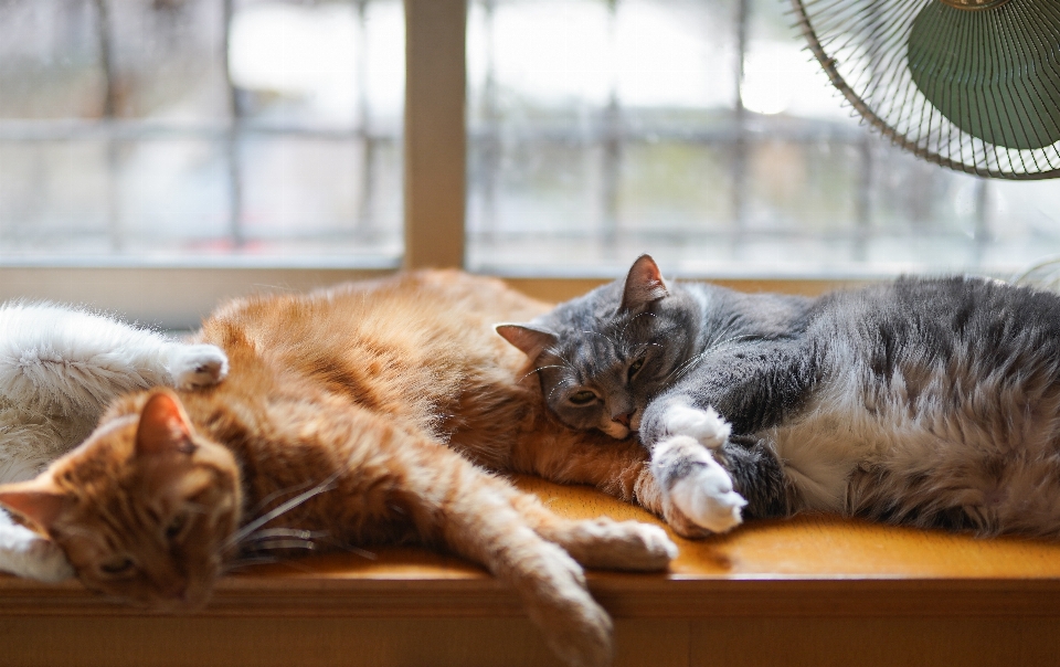 Katze kleine bis mittelgroße katzen
 säugetier felidae
