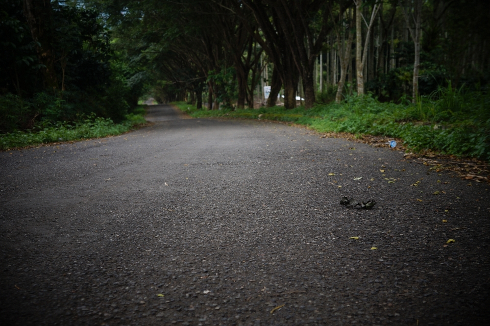 Fotografie asphalt
 natur straßenbelag
