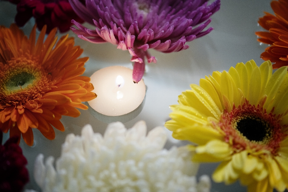 African daisy attractive background beautiful